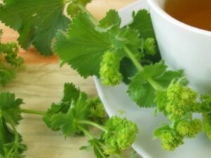 Lady’s Mantle Herb from Health Embassy displayed for showcasing the natural benefits of dried Lady’s Mantle