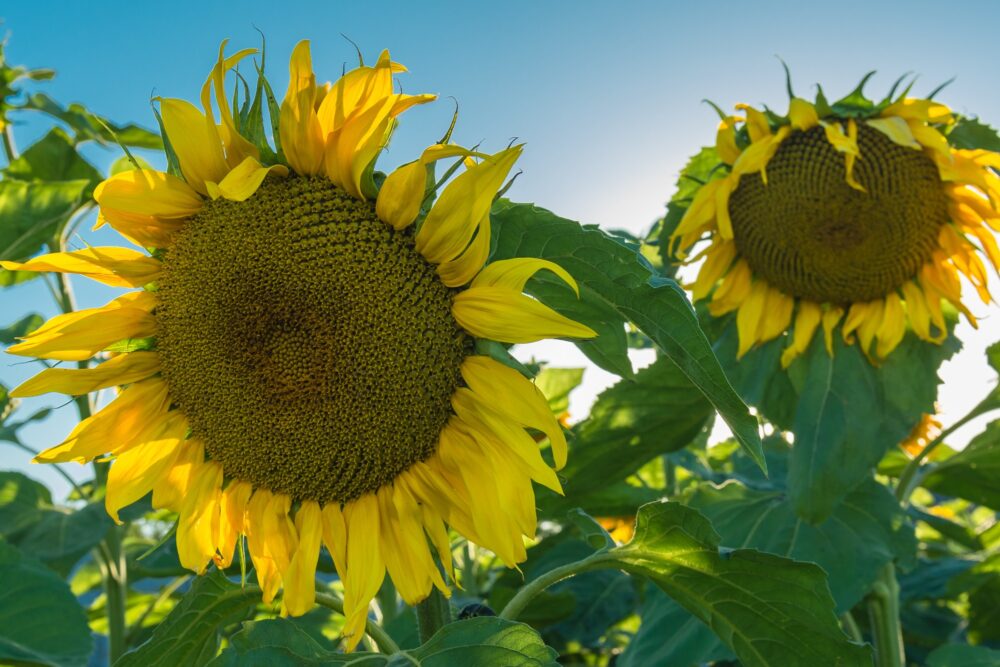 seeds for your health. Sunflowers on blue sky.