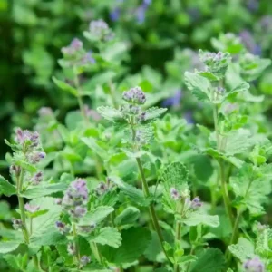 Catnip (Nepeta cataria) patch in full bloom with vibrant green leaves and purple flowers, Health Embassy herb