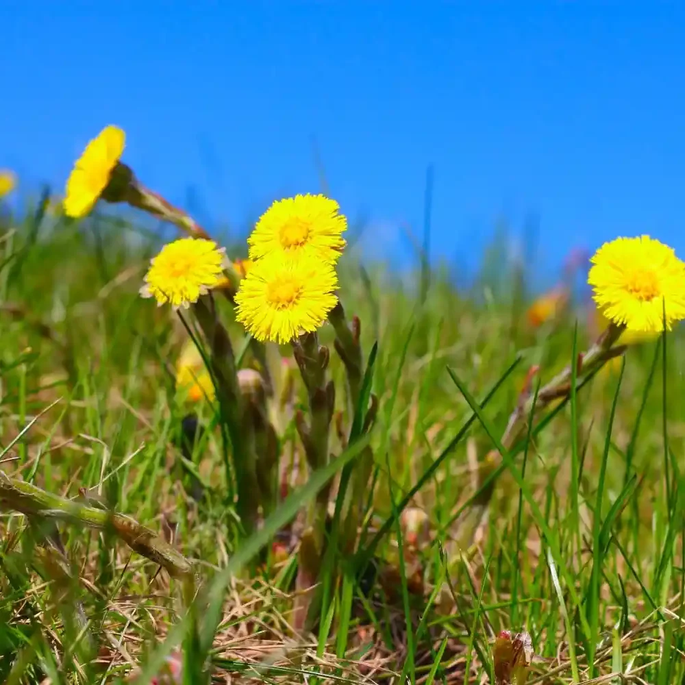 Bright yellow Coltsfoot flowers blooming in a green grass field under a clear blue sky, Health Embassy product