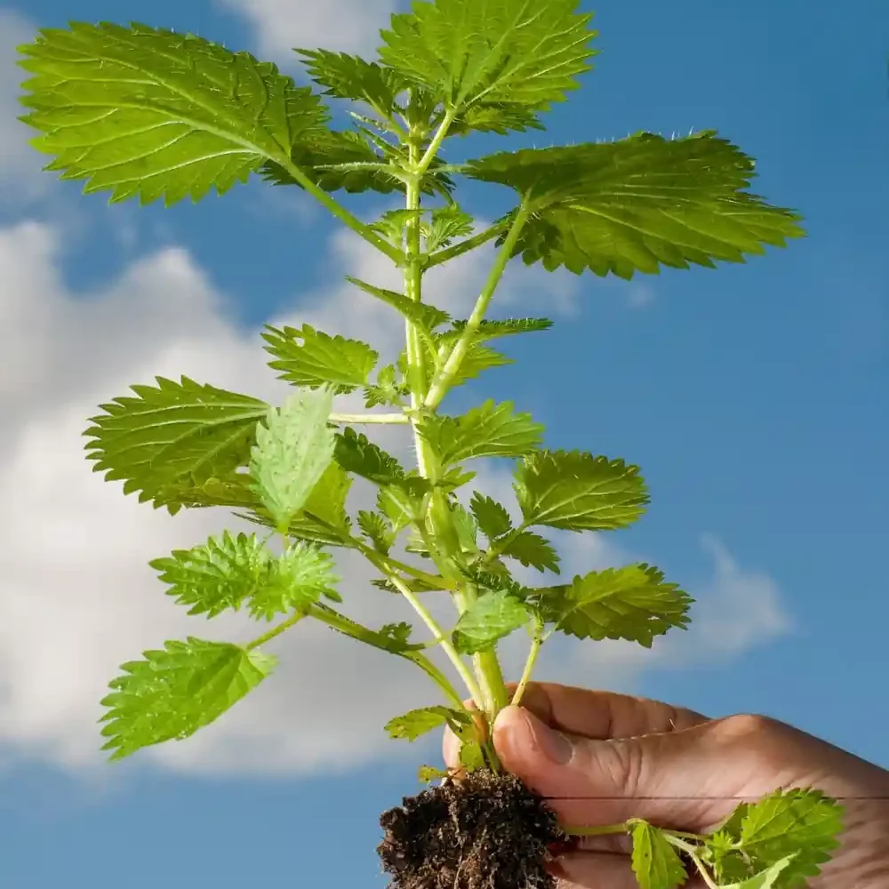 Hand holding fresh Nettle Root Health Embassy plant with green leaves and roots against blue sky