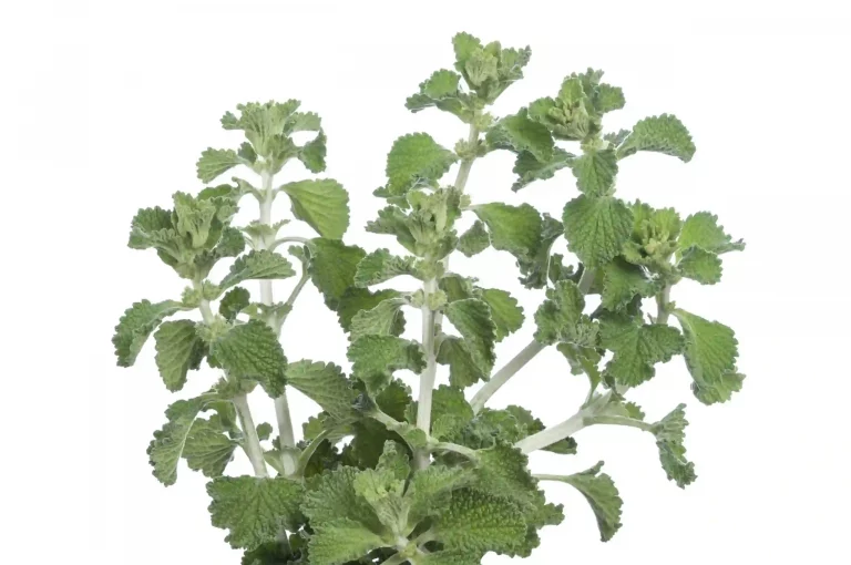 Aromatic White Horehound plant with wrinkled leaves and small flowers – Health Embassy