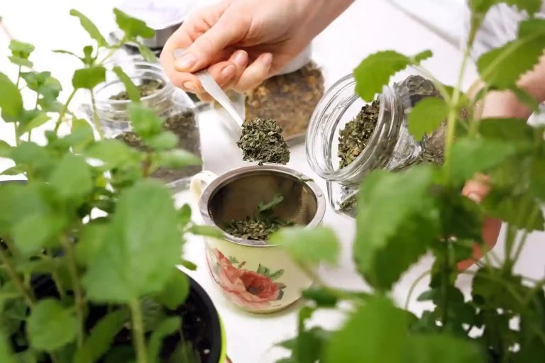 Dried organic Stinging Nettle Leaf added to tea infuser with plants surrounding cup, top view – Health Embassy