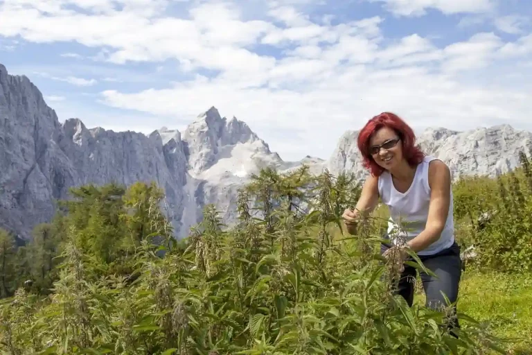 Woman harvesting Stinging Nettle in the mountains – Health Embassy