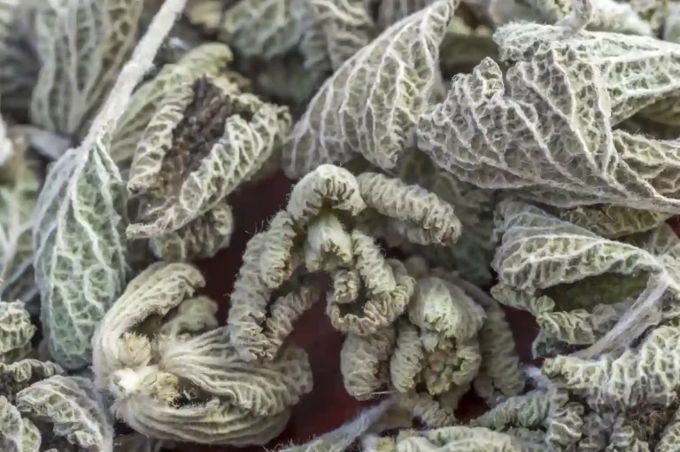 Close-up of dried White Horehound Herb leaves and flowers – Health Embassy
