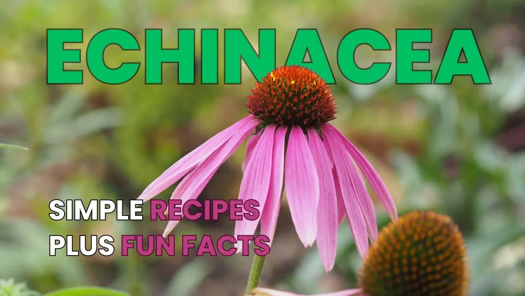 Fresh Echinacea flowers for Echinacea tea by Health Embassy