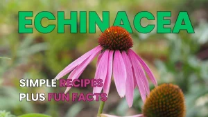 Fresh Echinacea flowers for Echinacea tea by Health Embassy