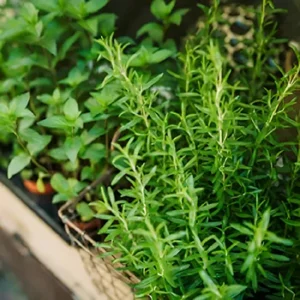 Fresh green herbs in wooden box – loose herbal tea ingredients from Health Embassy